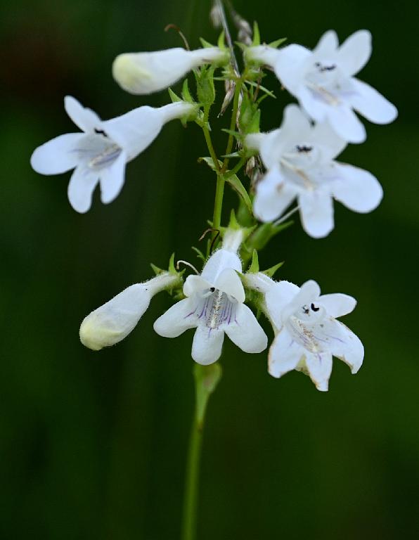 2025-06219088 Tower Hill Botanic Garden, MA.JPG - Beardtongue. New England Botanic Garden at Tower Hill, MA, 6-21-2025